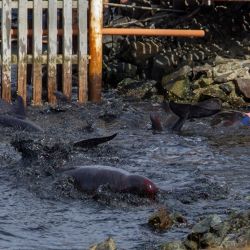 Más de una docena de delfines quedaron varados en la costa de Ushuaia.