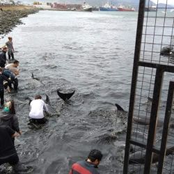 Los delfines fueron rescatados sanos y salvos por Prefectura Naval Argentina.