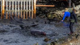 Más de una docena de delfines quedaron varados en la costa de Ushuaia.