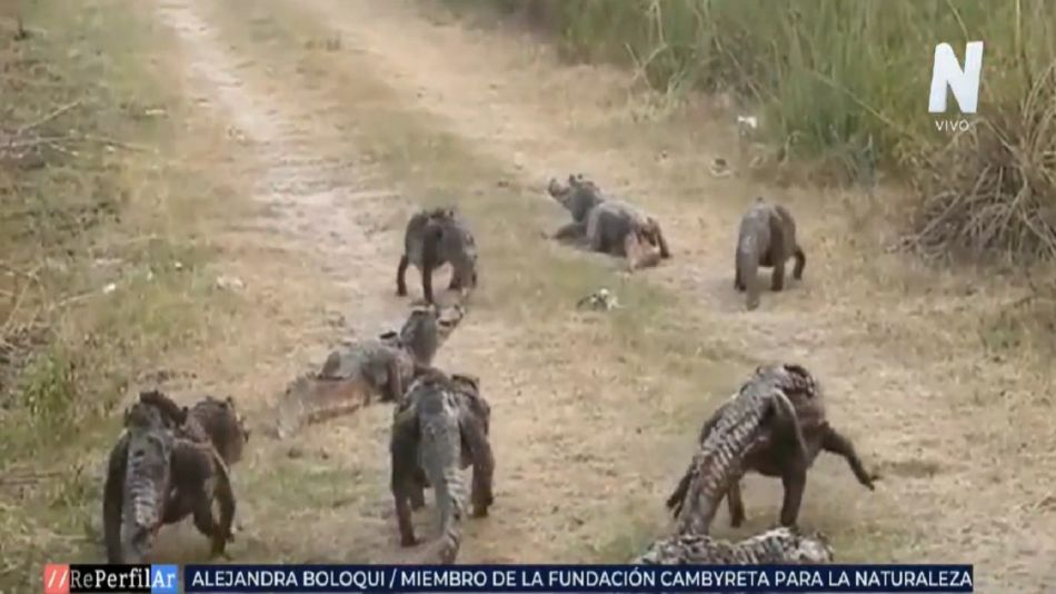 que todas las especies se la rebuscan para poder subsistir y que los animales se han concentrado en las lagunas que no se secaron en la región.