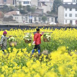 Agricultoras transportan verduras en el campo, en la aldea de Shangpilin del distrito de Congjiang, en el suroeste de China. | Foto:Xinhua/Yang Wenbin