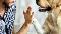 Afirman que los perros nacen con la capacidad de entender a los humanos