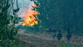 Ya son varios los animales que decidieron regresar a la reserva correntina.