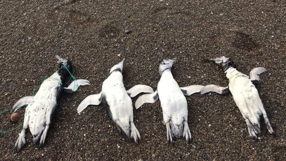 pingüinos muertos chubut g_20220222