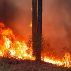 Incendios forestales: FAIMA reclama políticas públicas, financiamiento y nuevos recursos