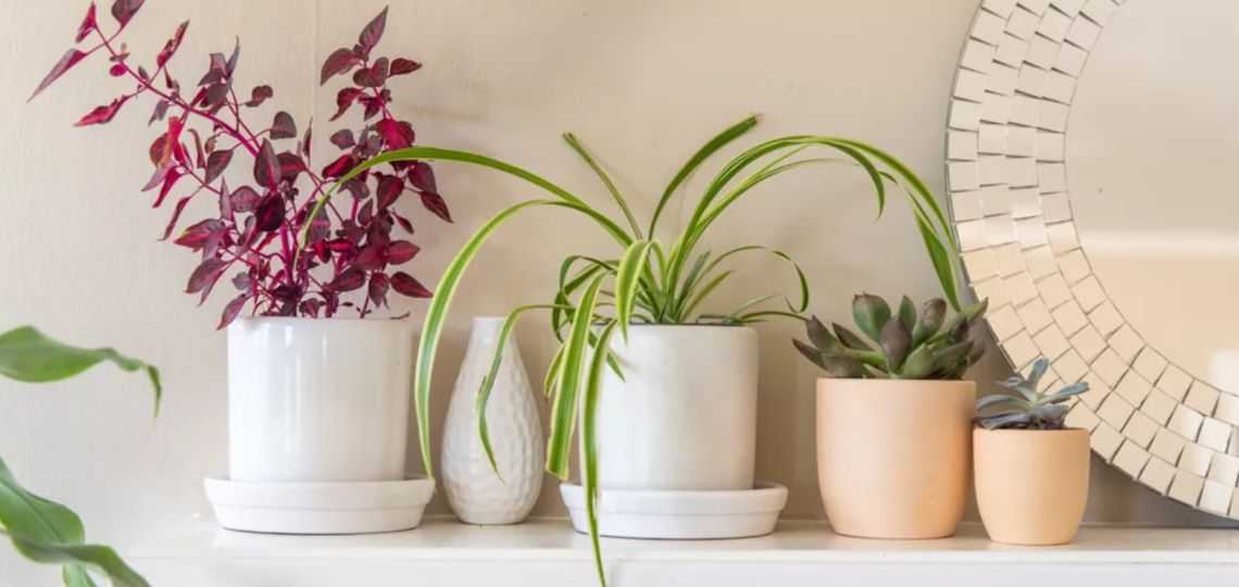 Decoración: plantas para purificar tu habitación 
