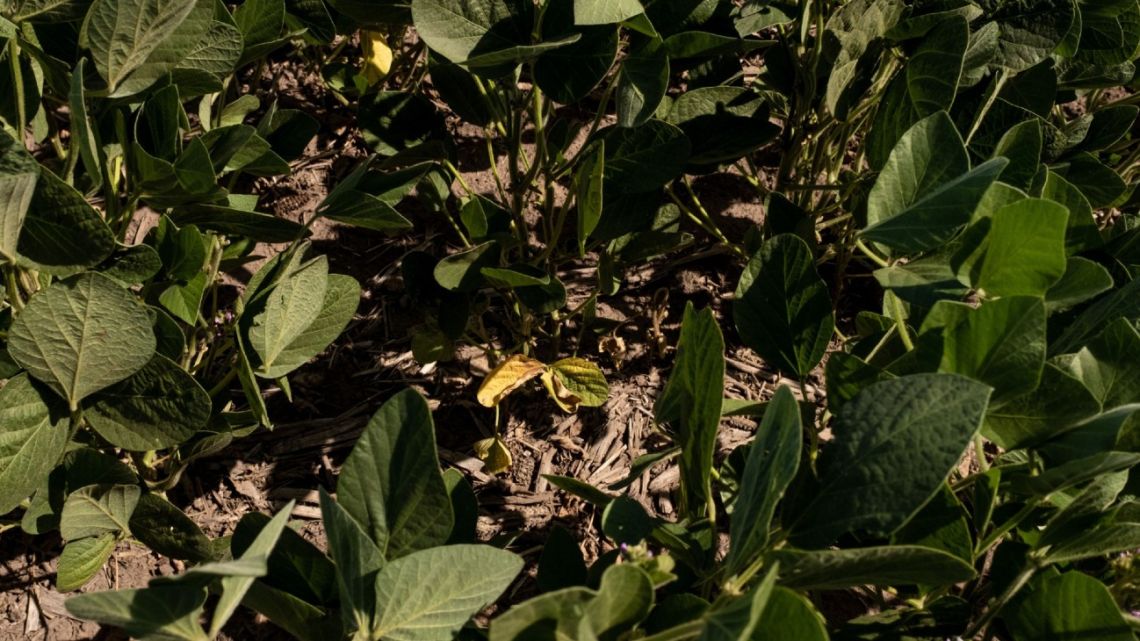 Soybean plants affected by drought on a farm during a heatwave in San Antonio de Areco, Buenos Aires Province, Argentina, on Tuesday, January 11, 2022.
