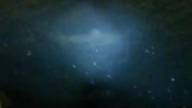 Mar del Plata: filman un tiburón gigante de más de 100 kilos