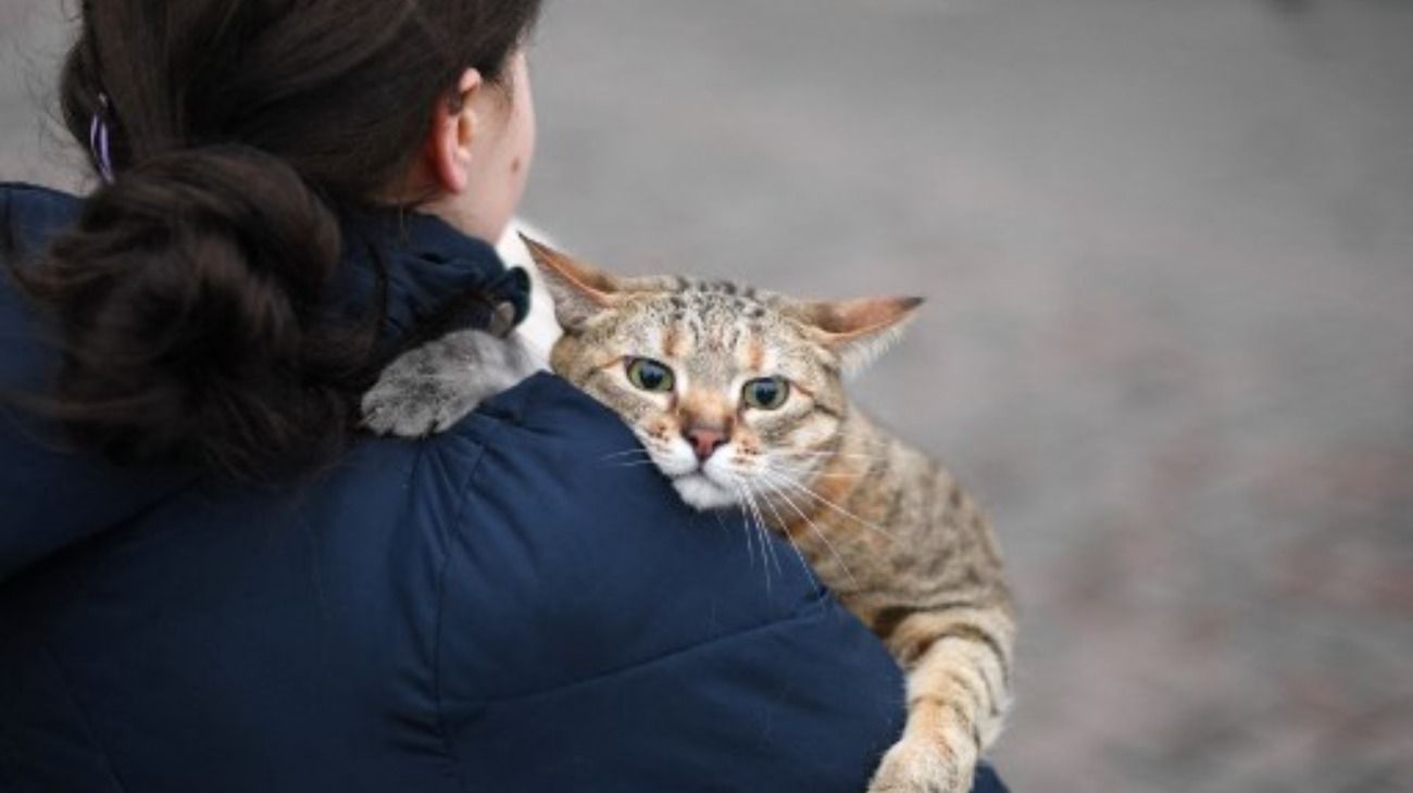 Los dueños buscan llevarse a sus perros y gatos de Ucrania.