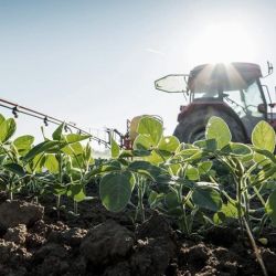 Agro: se espera la producción más baja de soja en 14 años