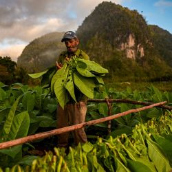 Un agricultor trabaja en una plantación de tabaco en Vinales, Cuba. | Foto:YAMIL LAGE / AFP