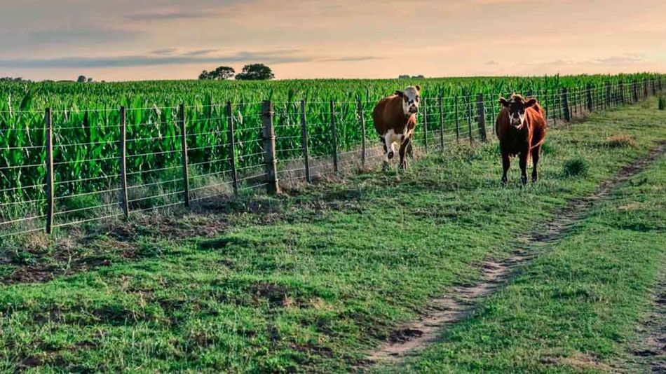 20220226_campo_ganaderia_vacas_shutterstock_g