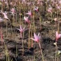 Se trata de flores de bulbo, -científicamente llamadas Zephyranthes y Habranthus brachyandrus, que brotaron en un total de 500 hectáreas ubicadas en distintas zonas de la reserva.