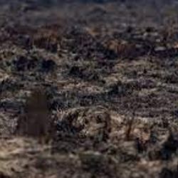 En la reserva Iberá el fuego arrasó con cerca de 170.000 hectáreas, en tanto que en el área del Parque Nacional Iberá se quemaron unas 28.000 hectáreas.
