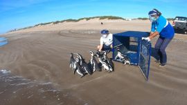 La contaminación por la basura en el mar fue uno de los principales motivos de la muerte de la fauna marina.