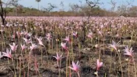 Entre las cenizas del Parque Nacional Iberá volvieron a brotar flores y l