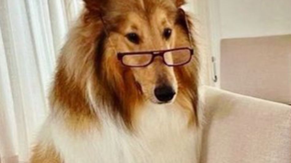 Dylan, el perro del presidente Alberto Fernández 20220304