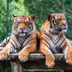Imagen de los tigres malayos Wira y Hebat, descansando en su recinto en el Zoológico de Negara, cerca de Kuala Lumpur, Malasia. | Foto:Xinhua/Zhu Wei
