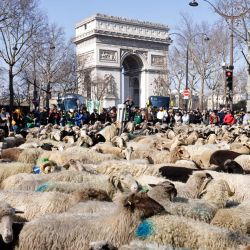 Los transeúntes observan a las ovejas que caminan durante una trashumancia urbana cerca del Arco del Triunfo en París, en el último día de la 58ª Feria Internacional de la Agricultura. | Foto:Sameer Al-Doumy / AFP