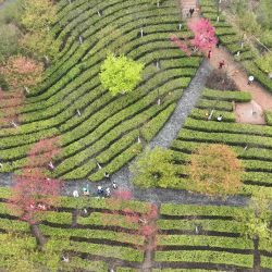 Vista aérea de personas disfrutando de su tiempo de primavera en un jardín de té, en Binzhou, en la provincia de Hunan, en el centro de China. | Foto:Xinhua/Cao Zhengping