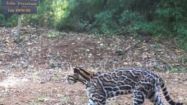 Es el tercer felino de mayor tamaño de toda América del Sur.