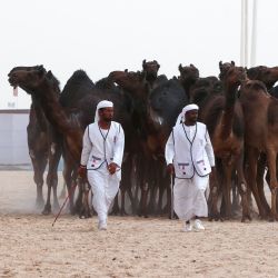 Personas guían a sus camellos durante el primer Festival del Camello de Qatar, a unos 25 km al noroeste de la capital qatarí. | Foto:KARIM JAAFAR / AFP