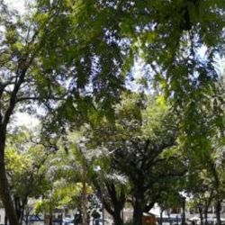 Vista de Plaza Torrent, ubicada en pleno centro de Corrientes, donde fue avistado el mono carayá. 