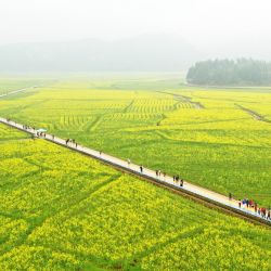 Vista aérea de campos de flores de col en el municipio de Yangmeishan del distrito de Yizhang, en el centro de China. | Foto:Xinhua/Huang Chuntao