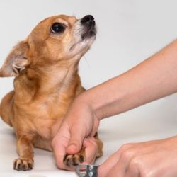 Los perros las usan para llamar la atención de sus dueños a la hora de querer jugar un rato con ellos.