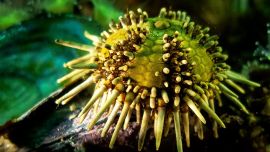 La Planta está instalada en el Parque Industrial Pesquero de Puerto Madryn.
