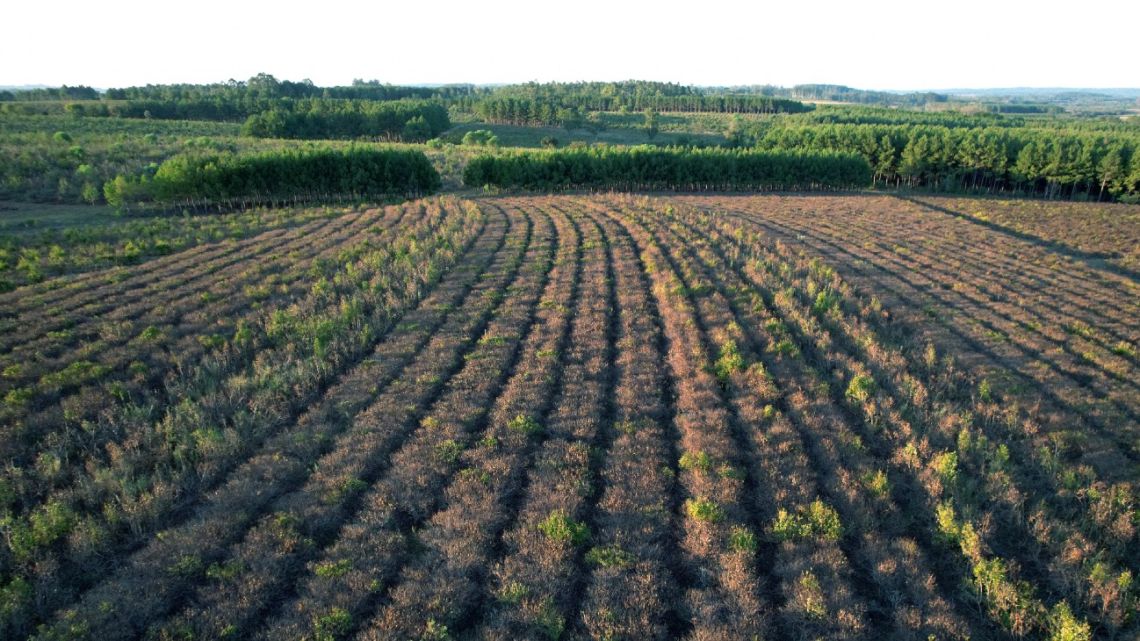 Aerial view of an almost dry yerba mate plantation during a drought in a field of the Cooperativa Agricola de la Colonia Liebig in Corrientes, Argentina, on February 23, 2022. In Colonia Liebig, northeastern Argentina, its more than 4,000 inhabitants depend on the yerba mate farming cooperative founded a century ago by German settlers, but drought has killed their yerba mate fields and after breaking production records in 2021, a slump is looming.
