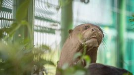 Ariranha llegó a la Argentina,procedente de Francia, en enero.