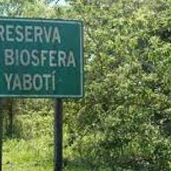 La Biosfera Yabotì es una de las áreas naturales protegidas más grandes de Misiones.