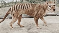 1503_tigre tasmania
