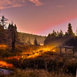 Los bosques de Alemania son ideales para trekking, en especial El parque nacional de Harz.