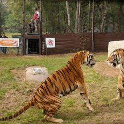 Los cuatro tigres de bengala argentinos ya están en su nueva casa.