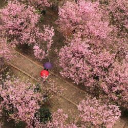 Vista aérea de flores de cerezo en el municipio de Luoqiao de la ciudad de Changning, en el centro de China. | Foto:Xinhua/Zhao Zhongzhi