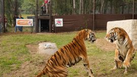Los cuatro tigres de bengala argentinos ya están en su nueva casa.