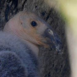 Se trata de la décima cría que nace en el zoológico de Chapultepec, México