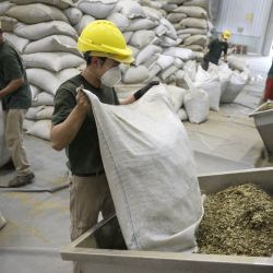 Workers fill the mill with yerba mate in the production line of Playadito at the Cooperativa Agricola de la Colonia Liebig packing plant in Corrientes Province on February 24, 2022.