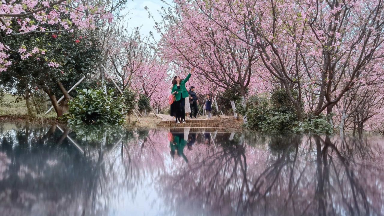 Imagen de turistas observando flores de cerezo, en el municipio de Luoqiao de la ciudad de Changning, en la provincia de Hunan, en el centro de China. | Foto:Xinhua/Zhao Zhongzhi