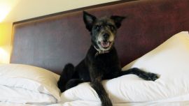Experiencia pet friendly en Sheraton Buenos Aires.