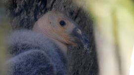 Se trata de la décima cría que nace en el zoológico de Chapultepec, México