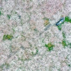 Vista aérea de cerezos en flor en un jardín de cerezos, en la Nueva Area de Guian, en Guiyang, en la provincia de Guizhou, en el suroeste de China. Recientemente, un jardín de cerezos que cubre un área cerca de 1.600 hectáreas con 700.000 árboles de cerezo marcó el comienzo de la temporada de floración en Guiyang, atrayendo a un gran flujo de turistas. | Foto:Xinhua/Ou Dongqu