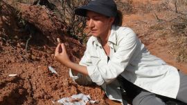 Se trata de dos nuevas especies de estos milenarios reptiles voladores.ola especies jamás vistas ta d