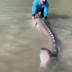 Los esturiones son los peces de agua dulce más fuertes del mundo.