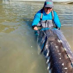 La tasa de mortalidad para la pesca con caña del esturión es del 0,012 %.