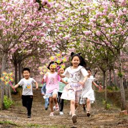 Niños juegan bajo cerezos floreciendo, en el distrito de Renshou de Meishan, en la provincia de Sichuan, en el suroeste de China. | Foto:Xinhua/Pan Jianyong