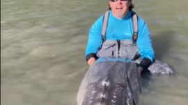 El esturión fue capturado y devuelto al agua en el famoso río Fraser, ubicado en la Columbia Británica,