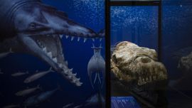 Fue encontrado entre las rocas del desierto de Ocucaje, ubicado a 350 kilómetros al sur de la capital peruana, Lima.
